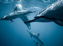 比分直播-德转评21世纪50位最伟大球星：梅西、C罗和齐祖前三